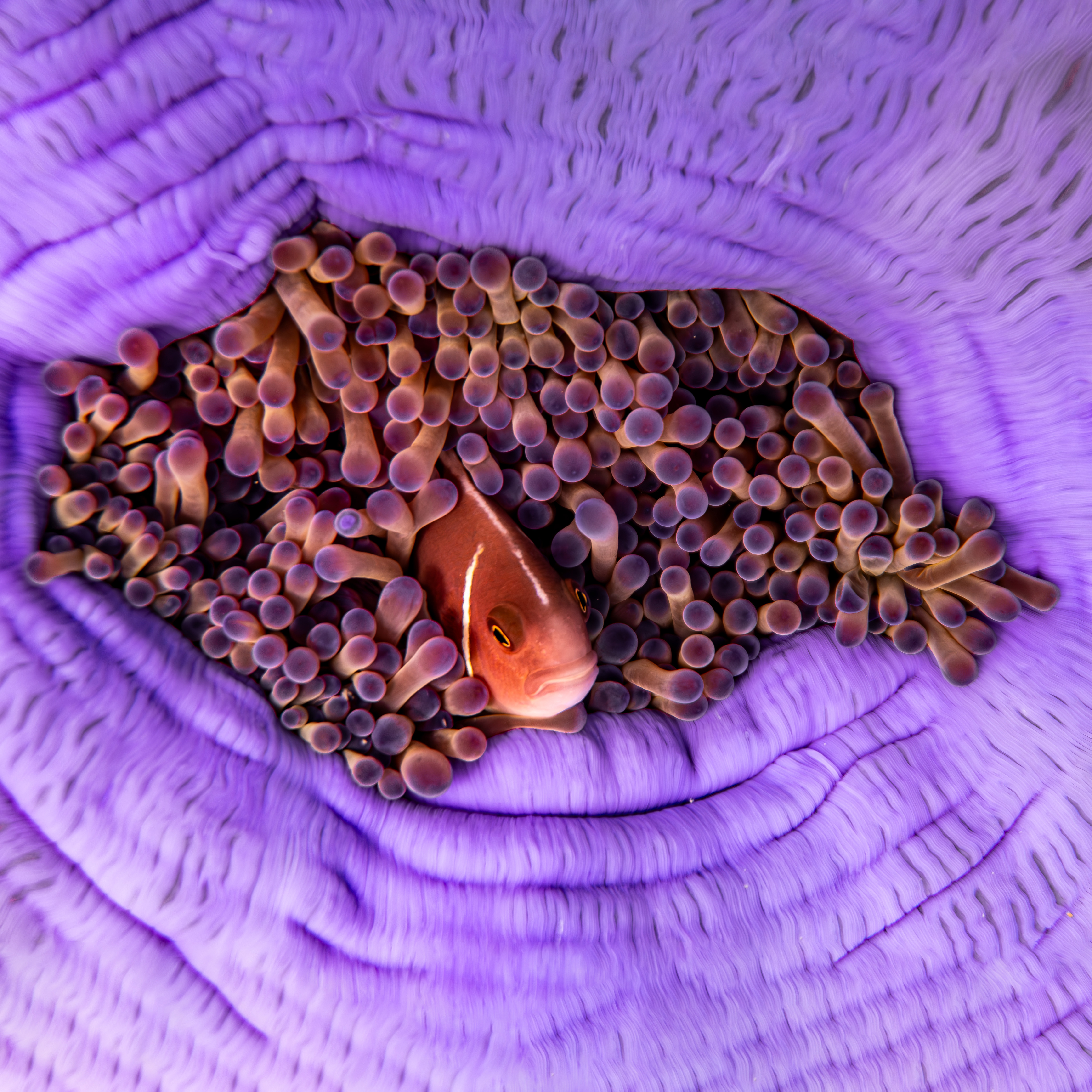 Macro photo of anemone, Koh Tao