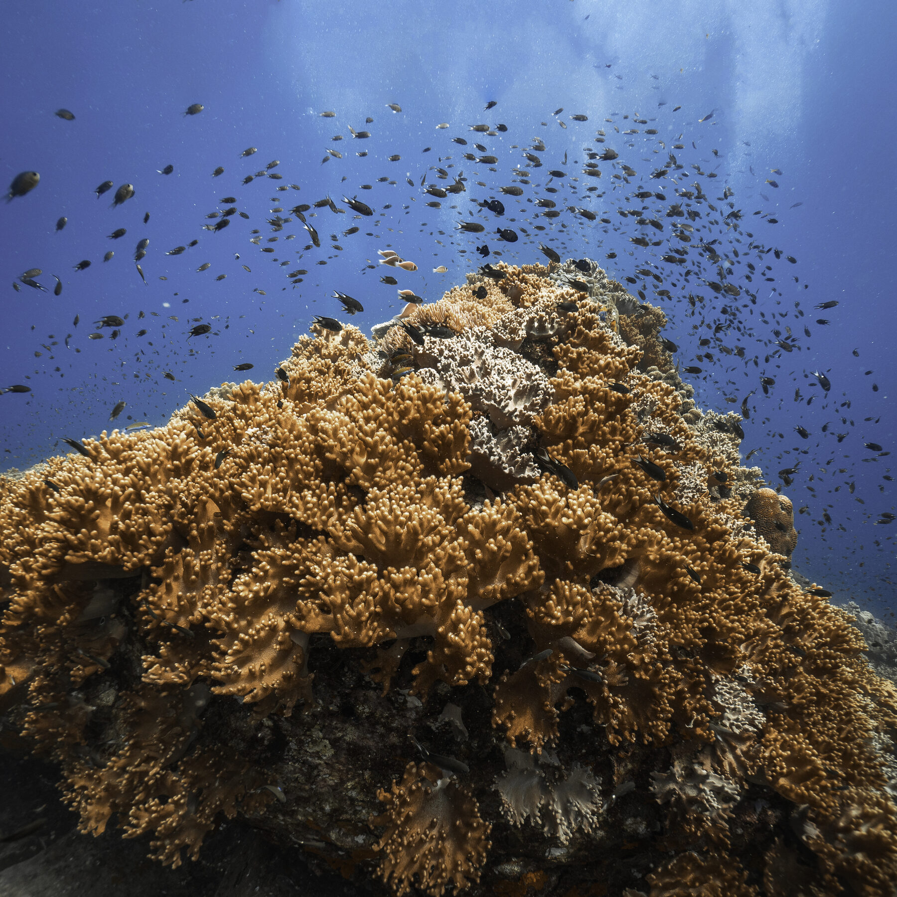 Coral reef, Southwest Pinnacle, Koh Tao