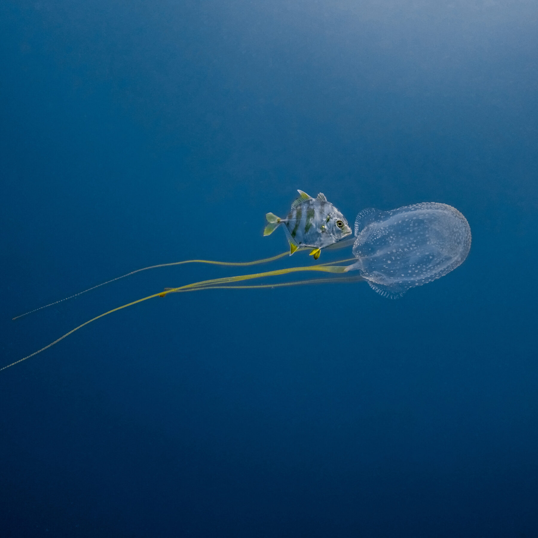 Box jellyfish, Koh Tao