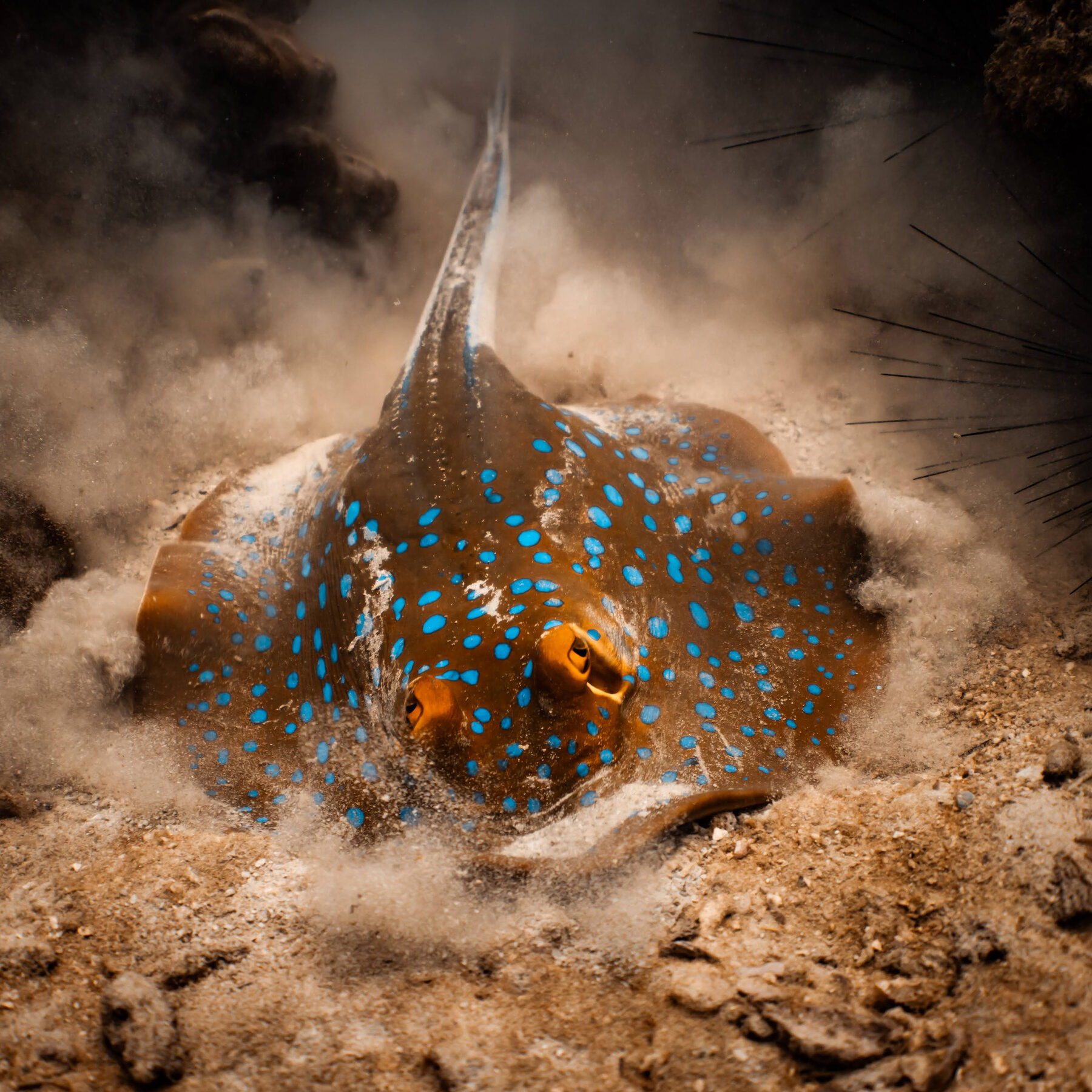 Blue-spotted ribbontail ray, Koh Tao