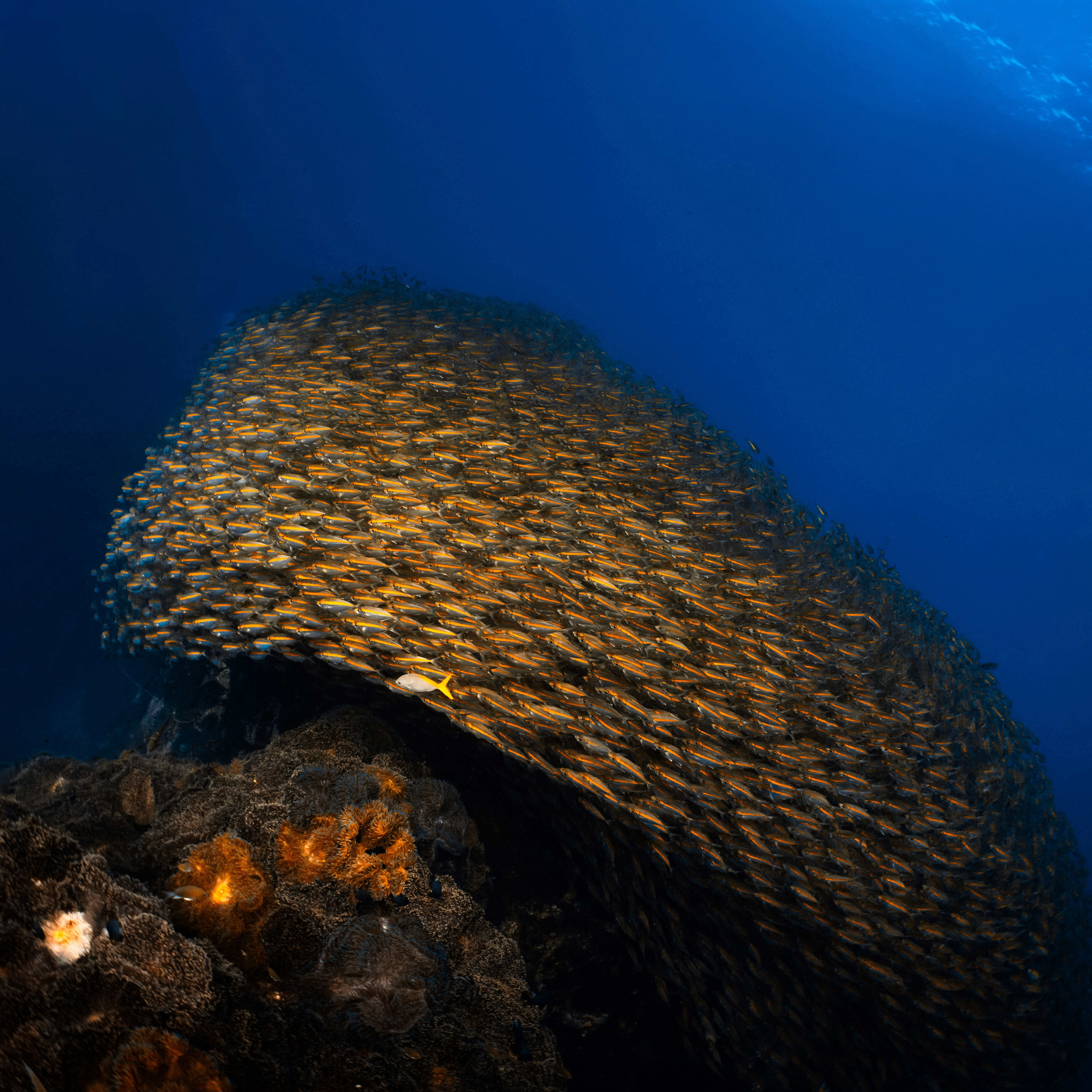 Diver photographing the reef with underwater camera housing, Koh Tao