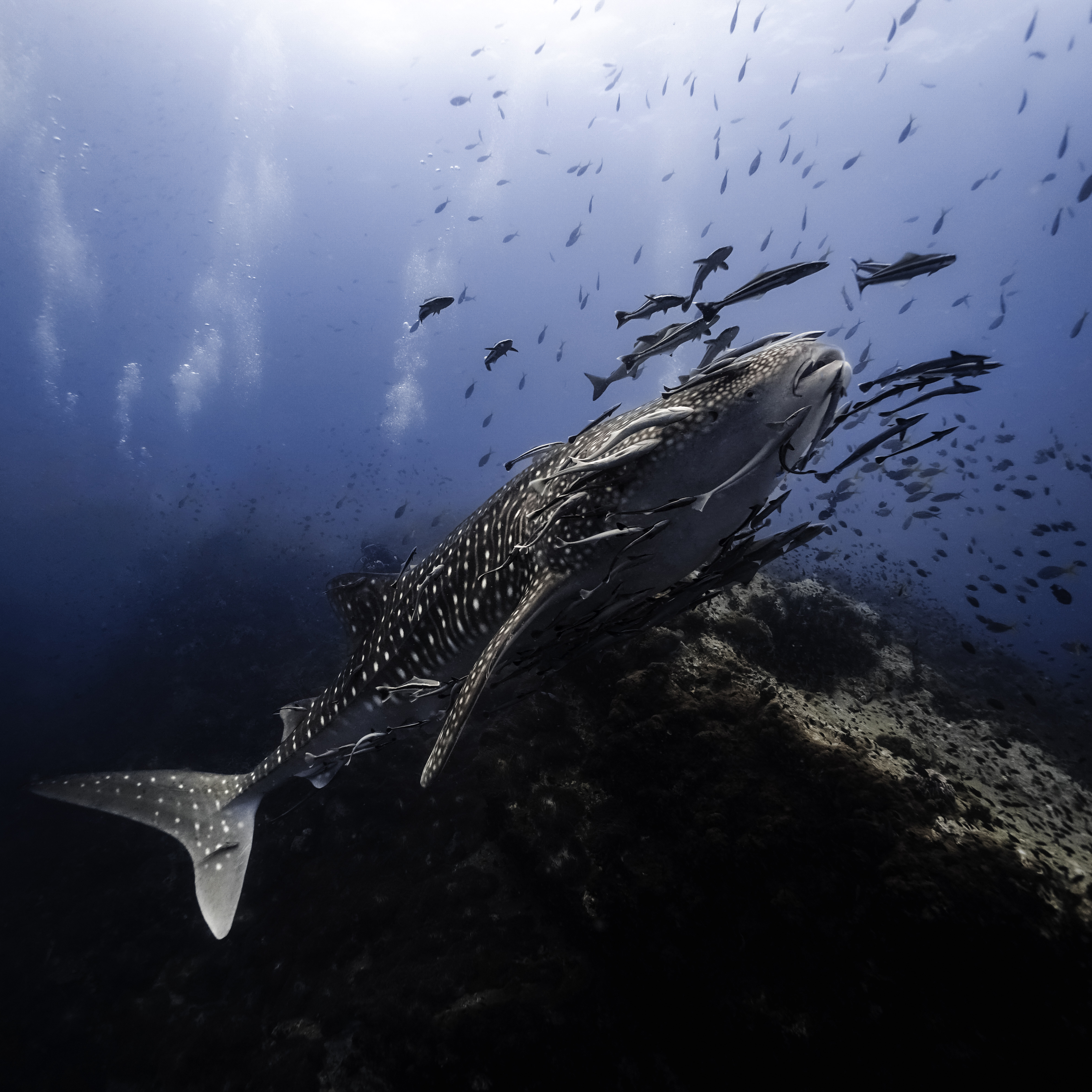 Whale shark, Koh Tao