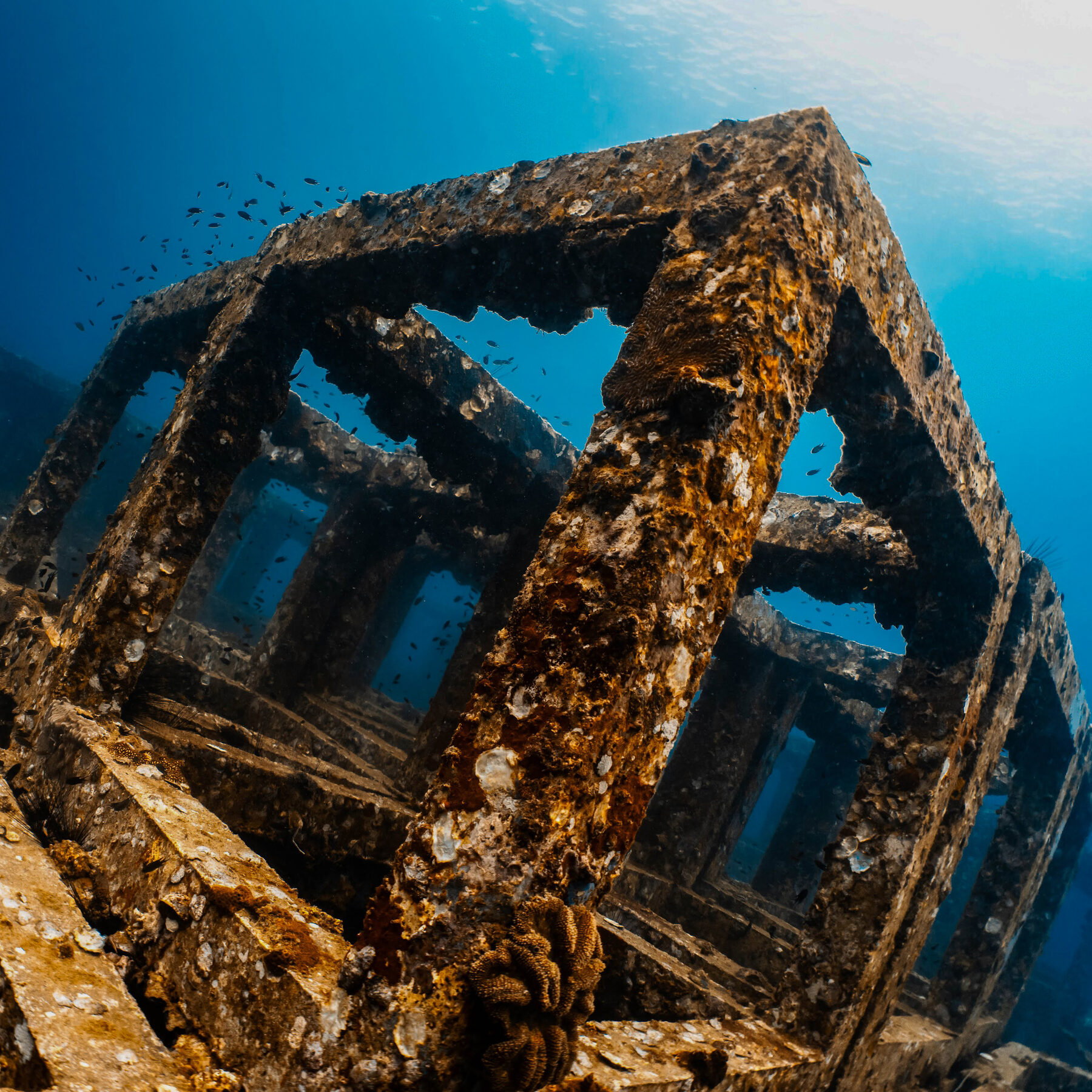 Artificial reef cubes, Koh Tao